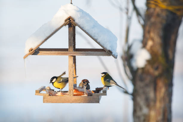 Vogelhäuschen im Garten