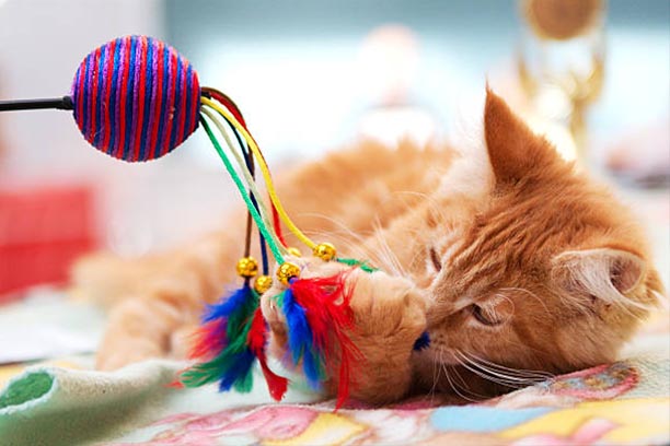 Spielende Katze