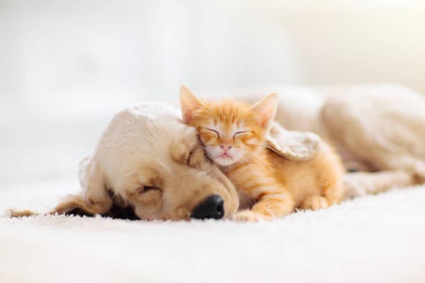 Hund & Katze