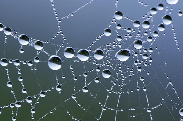Spinnennetz