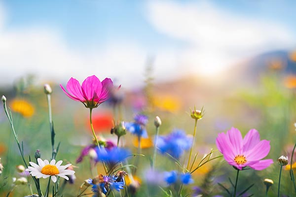 Frühlingsblumen