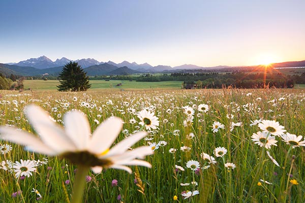 Blumenwiese