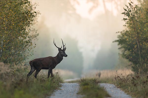 Hirsch im Wald