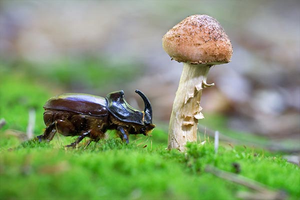 Pilz & Käfer