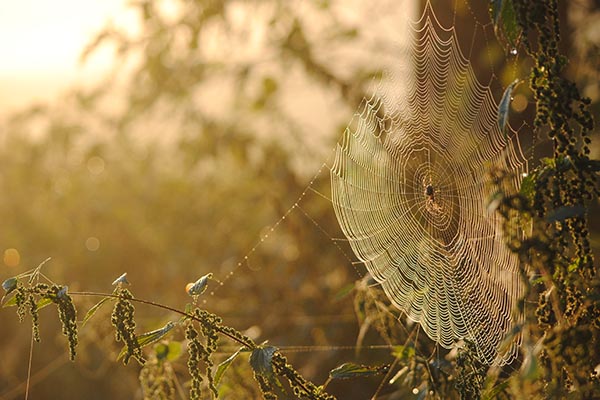 Spinnennetz im Wald