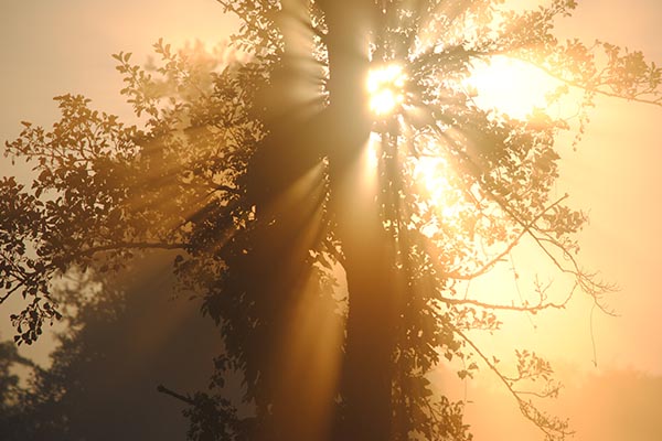 Waldstimmung
