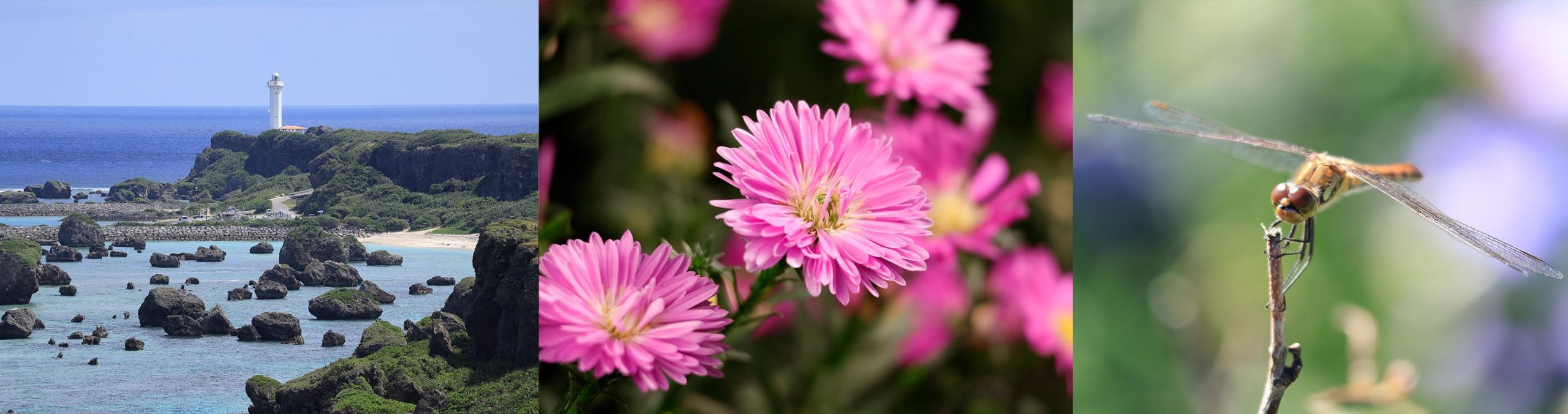Canon RF-S 55-210mm F5-7.1 IS STM